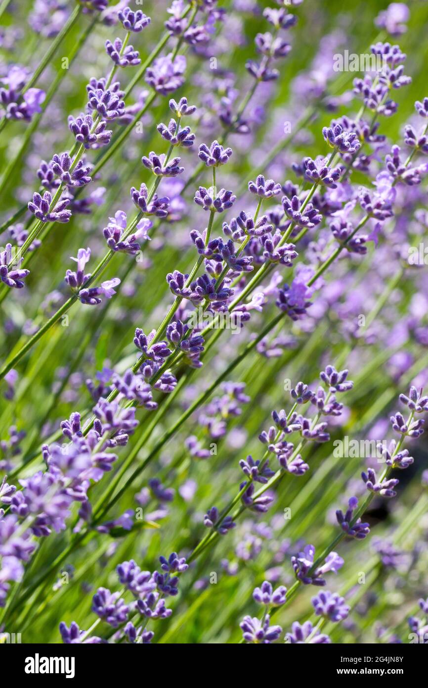 Wunderschöne Lavendelblüte. Selektiver und weicher Fokus auf Lavendelblüten. Lavendelblüten, die im Blumengarten von Sonnenlicht beleuchtet werden Stockfoto