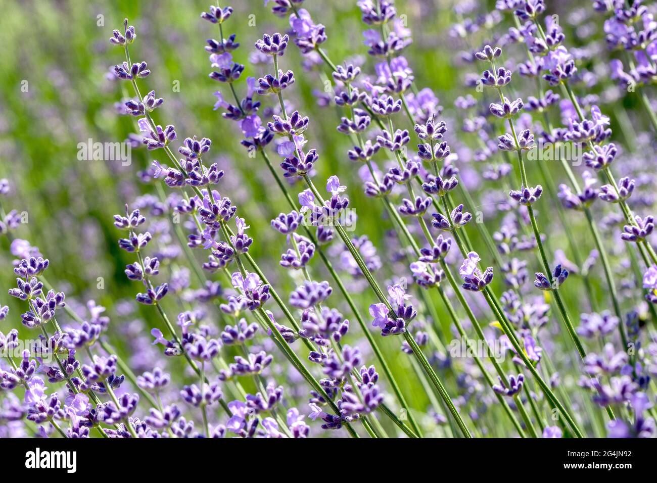 Wunderschöne Lavendelblüte. Selektiver und weicher Fokus auf Lavendelblüten. Lavendelblüten, die im Blumengarten von Sonnenlicht beleuchtet werden Stockfoto
