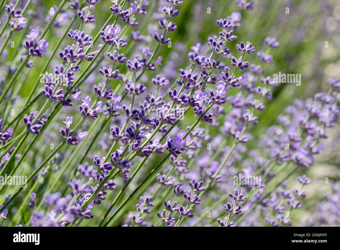 Wunderschöne Lavendelblüte. Selektiver und weicher Fokus auf Lavendelblüten. Lavendelblüten, die im Blumengarten von Sonnenlicht beleuchtet werden Stockfoto