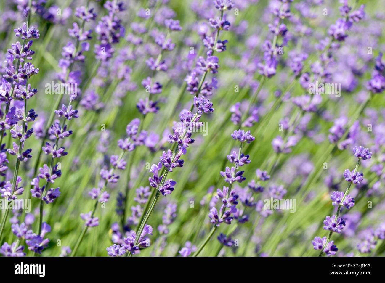 Blühende Lavendel Blumen Feld Panoramablick für Sommer Hintergrund, Banner. Weicher, selektiver Fokus. Stockfoto