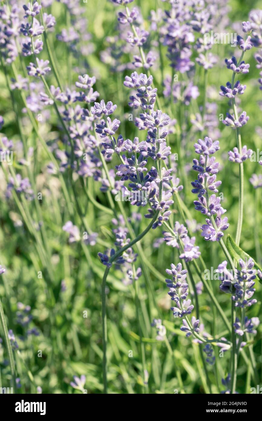 Selektiver Fokus auf lila Lavendelblüten auf unscharfem Hintergrund. Hintergrund in Pastellfarben. Weiches, verträumtes Tragegefühl. Stockfoto