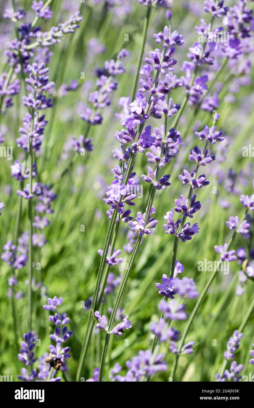 Wunderschöne Lavendelblüte. Selektiver und weicher Fokus auf Lavendelblüten. Lavendelblüten, die im Blumengarten von Sonnenlicht beleuchtet werden Stockfoto