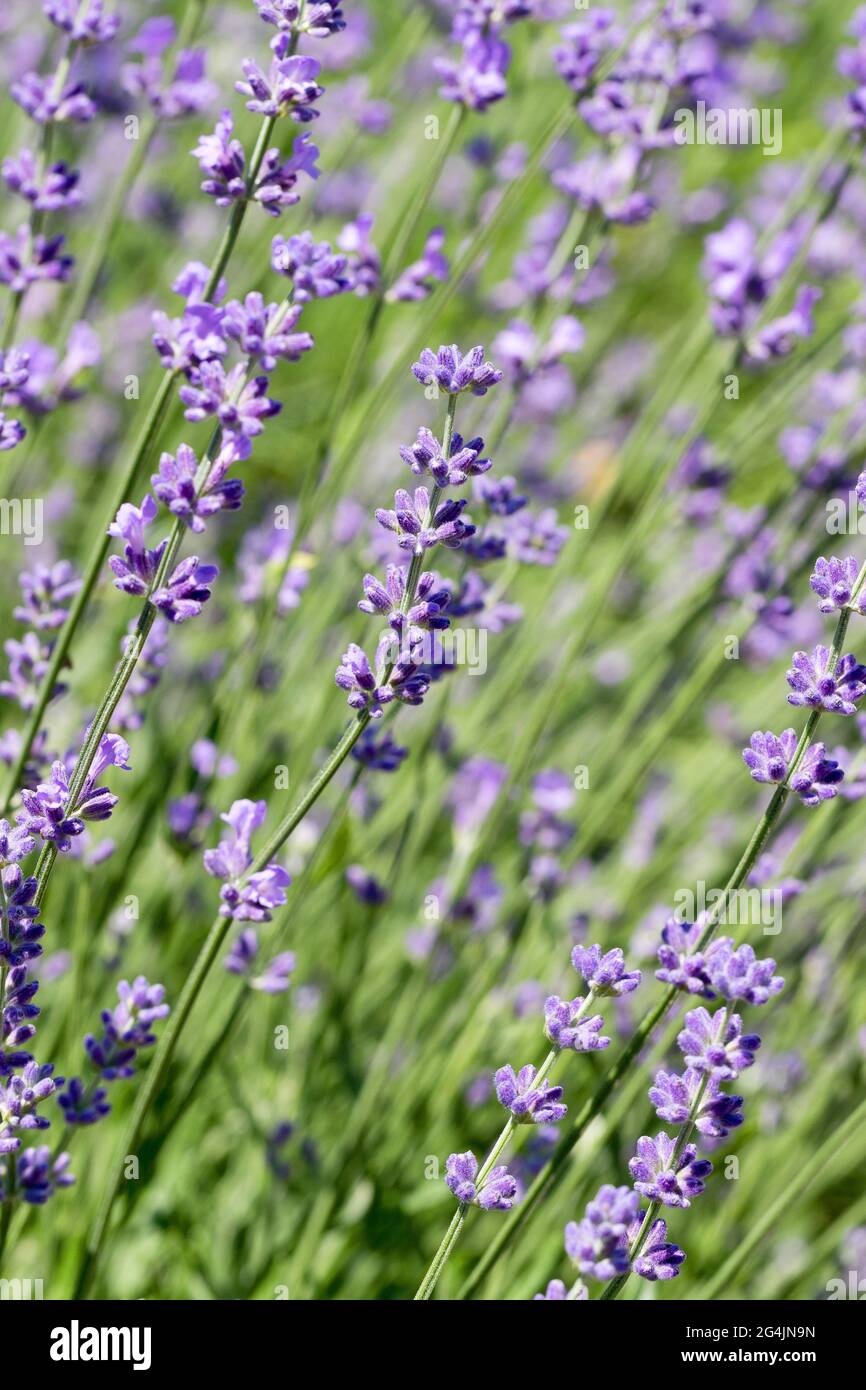 Selektiver Fokus auf Lavendelblüten im Blumengarten - Lavendelblüten, die durch Sonnenlicht beleuchtet werden Stockfoto