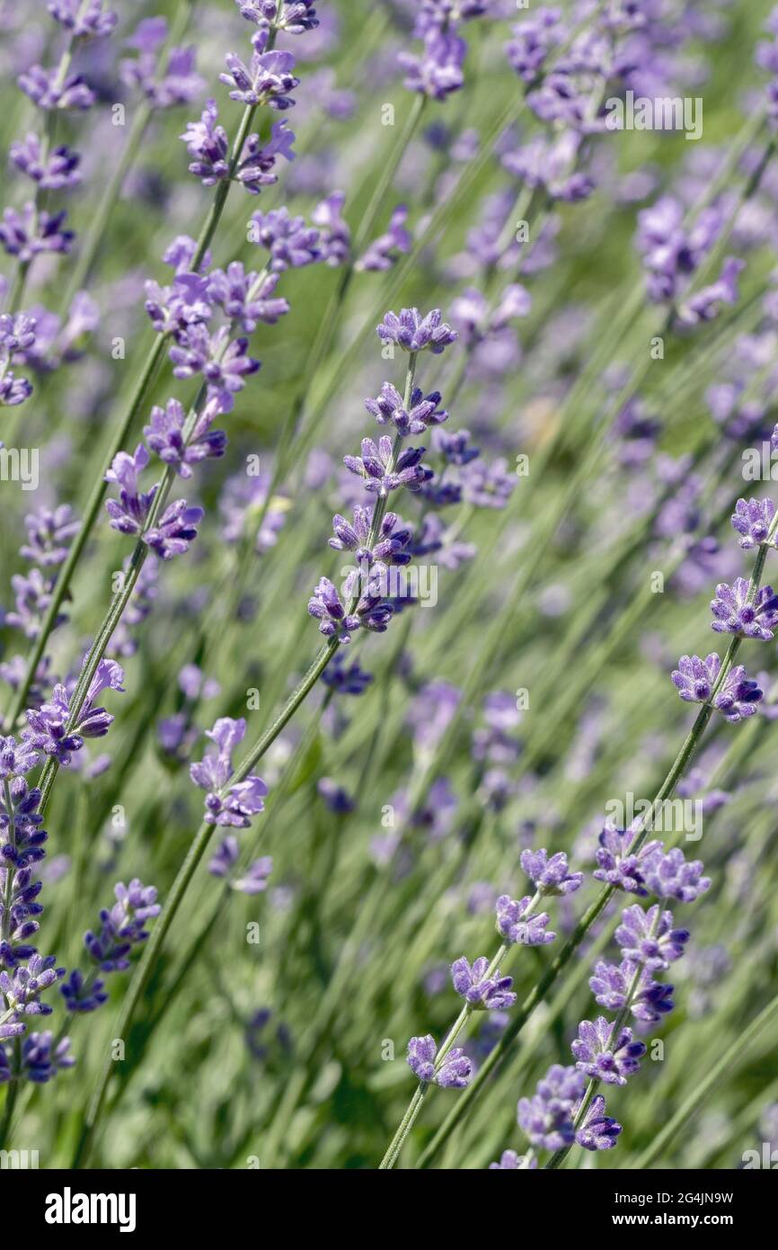 Selektiver Fokus auf lila Lavendelblüten auf unscharfem Hintergrund. Hintergrund in Pastellfarben. Weiches, verträumtes Tragegefühl. Stockfoto