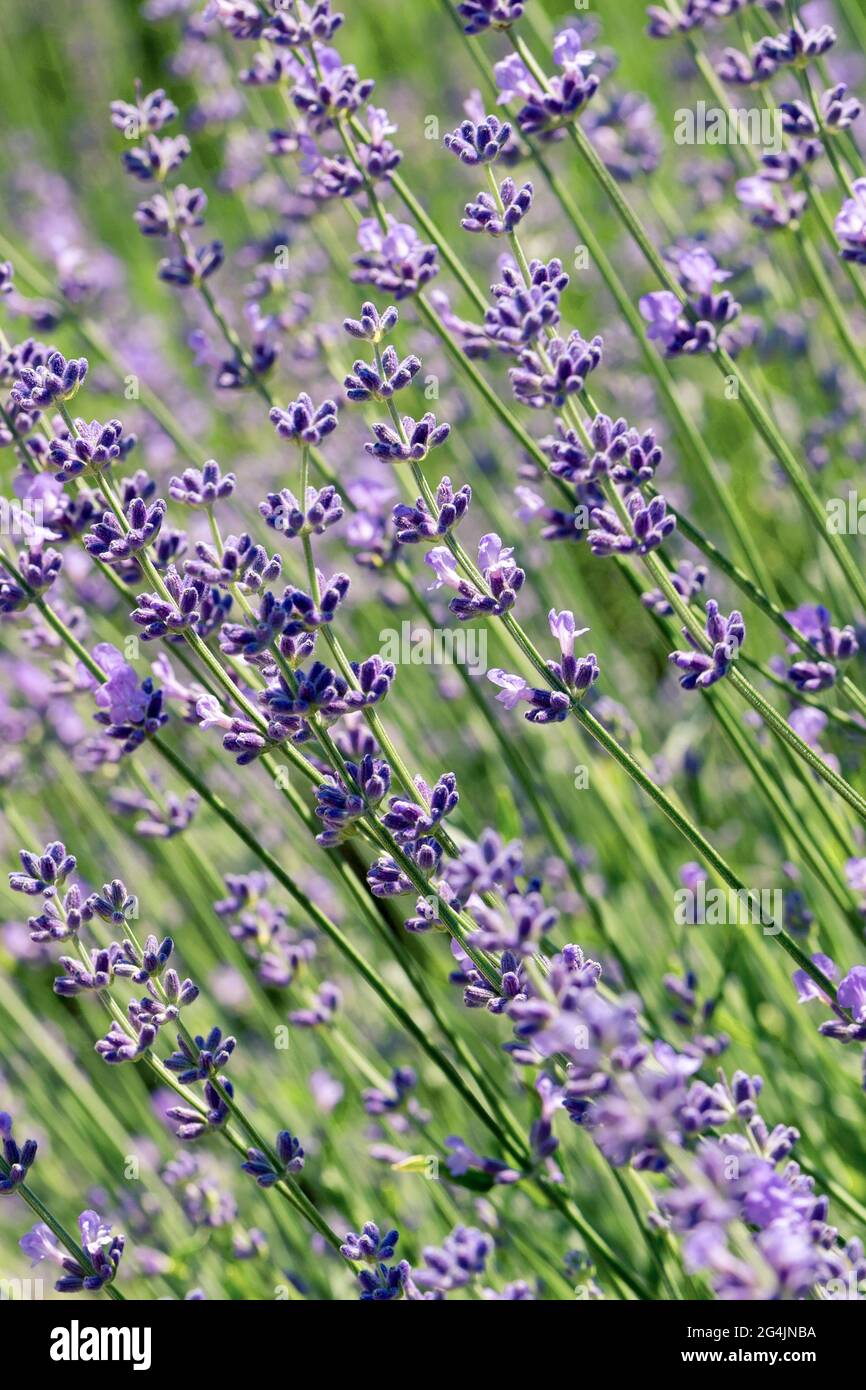Selektiver Fokus auf lila Lavendelblüten auf unscharfem Hintergrund. Hintergrund in Pastellfarben. Weiches, verträumtes Tragegefühl. Stockfoto