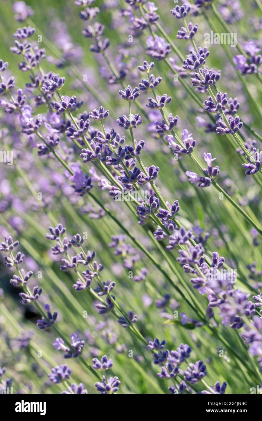 Selektiver Fokus auf lila Lavendelblüten auf unscharfem Hintergrund. Hintergrund in Pastellfarben. Weiches, verträumtes Tragegefühl. Stockfoto