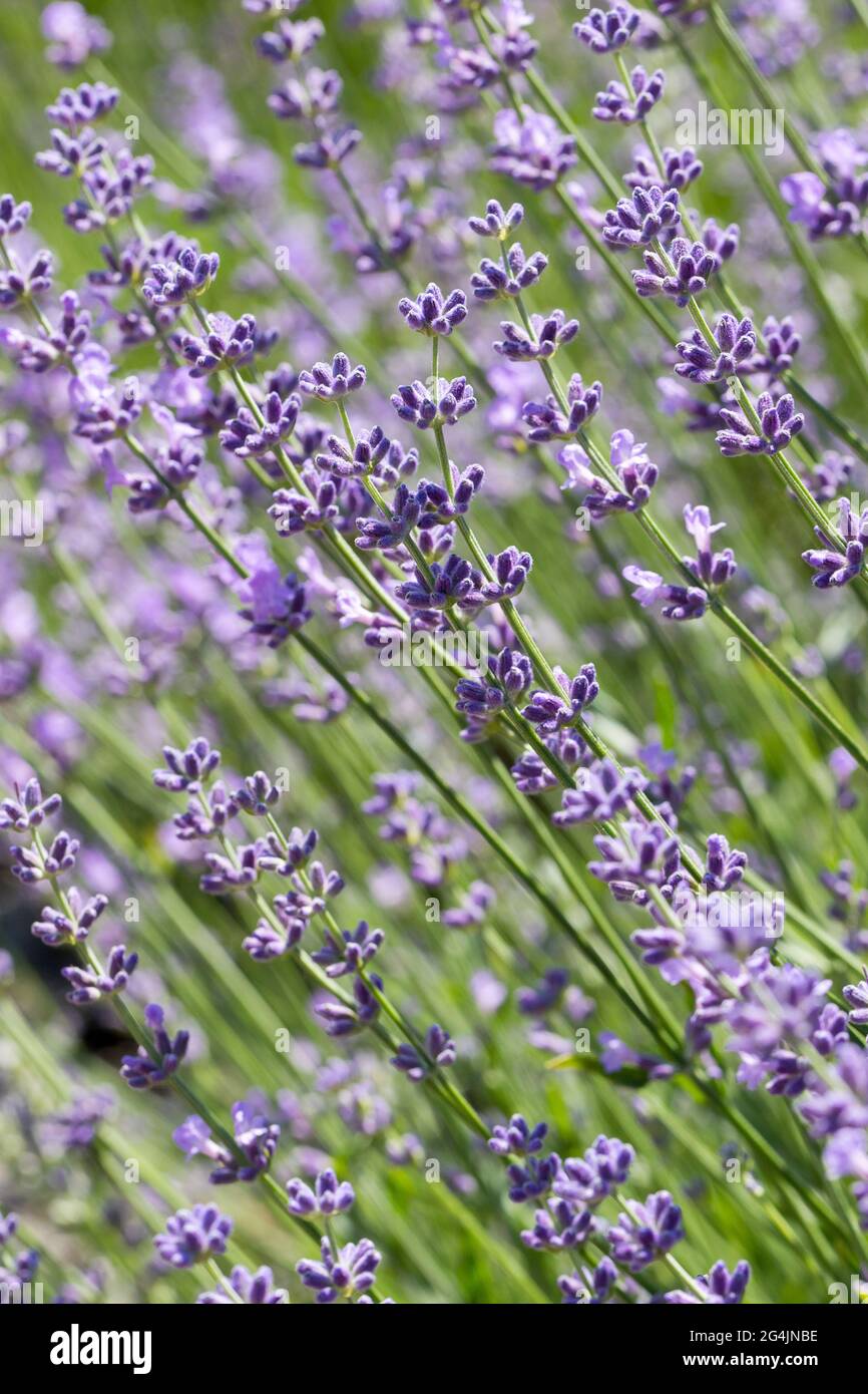 Wunderschöne Lavendelblüte. Selektiver und weicher Fokus auf Lavendelblüten. Lavendelblüten, die im Blumengarten von Sonnenlicht beleuchtet werden Stockfoto