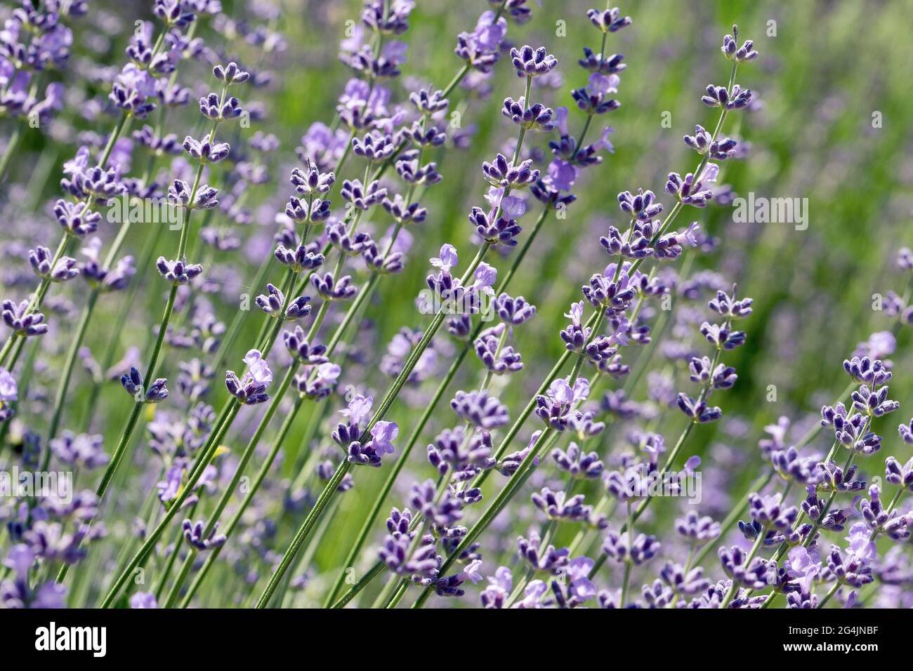 Selektiver Fokus auf lila Lavendelblüten auf unscharfem Hintergrund. Hintergrund in Pastellfarben. Weiches, verträumtes Tragegefühl. Stockfoto