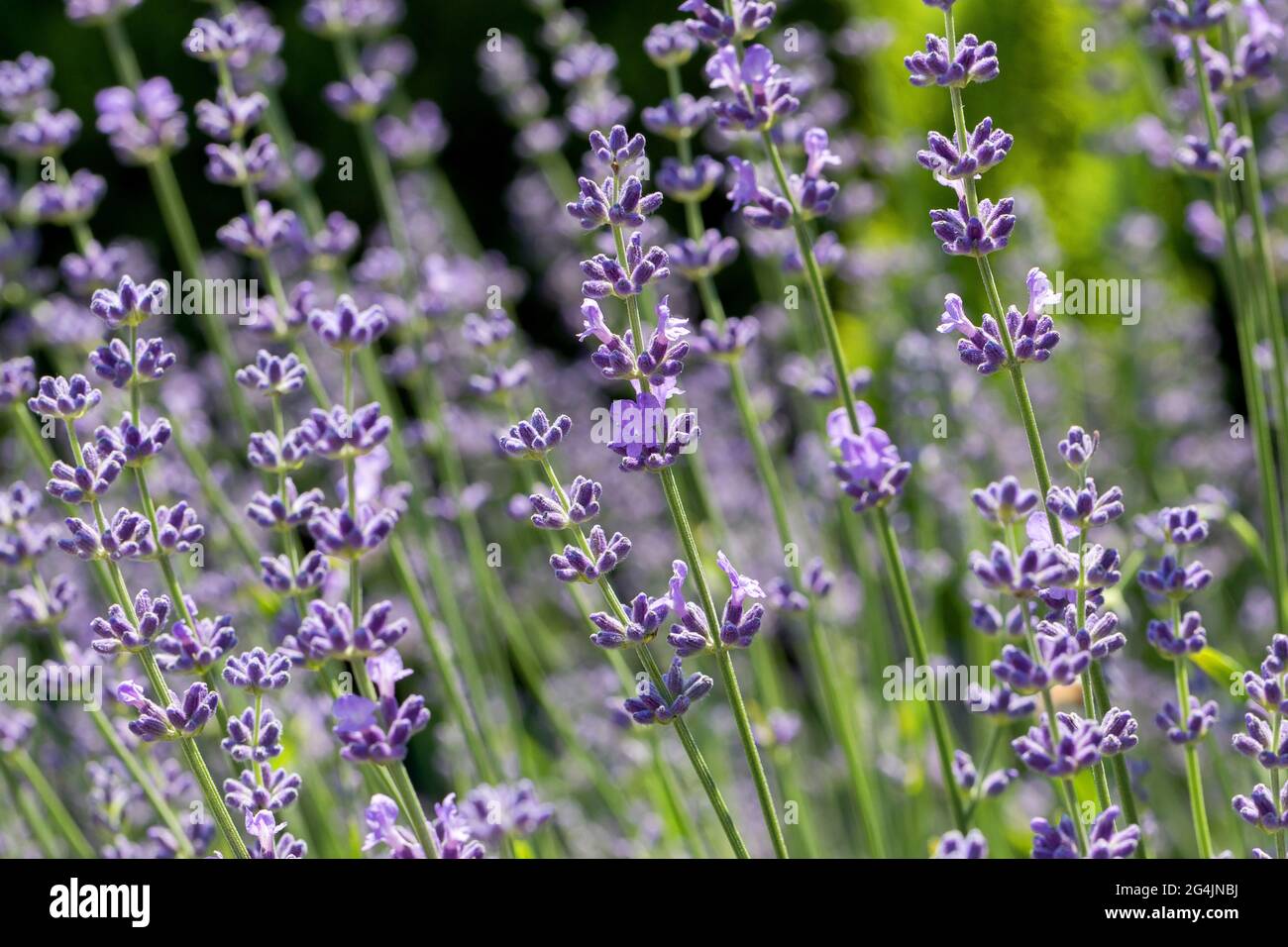 Wunderschöne Lavendelblüte. Selektiver und weicher Fokus auf Lavendelblüten. Lavendelblüten, die im Blumengarten von Sonnenlicht beleuchtet werden Stockfoto