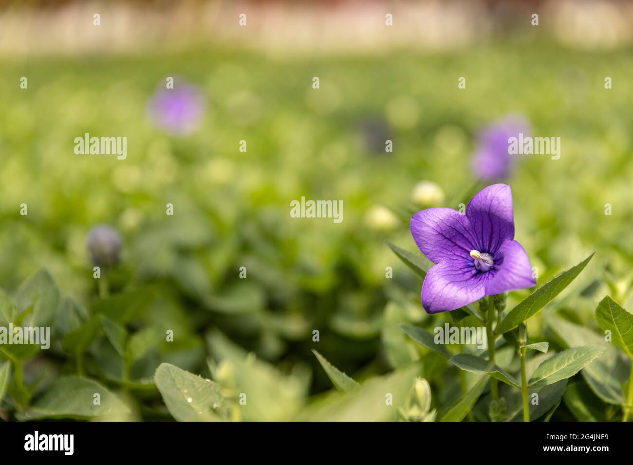 Platycodon grandiflorus oder Ballon Blume mit Platz für Ihren Text, kopieren Raum Stockfoto