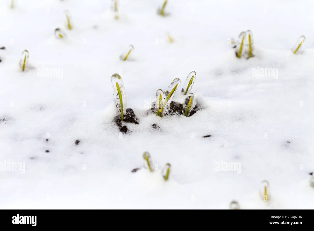 Das Weizenfeld ist im Winter mit Schnee bedeckt. Winterweizen während des Frosts mit Eis bedeckt. Grünes Gras, Rasen unter Schnee. Ernte in Kälte. Wachsende Körner c Stockfoto