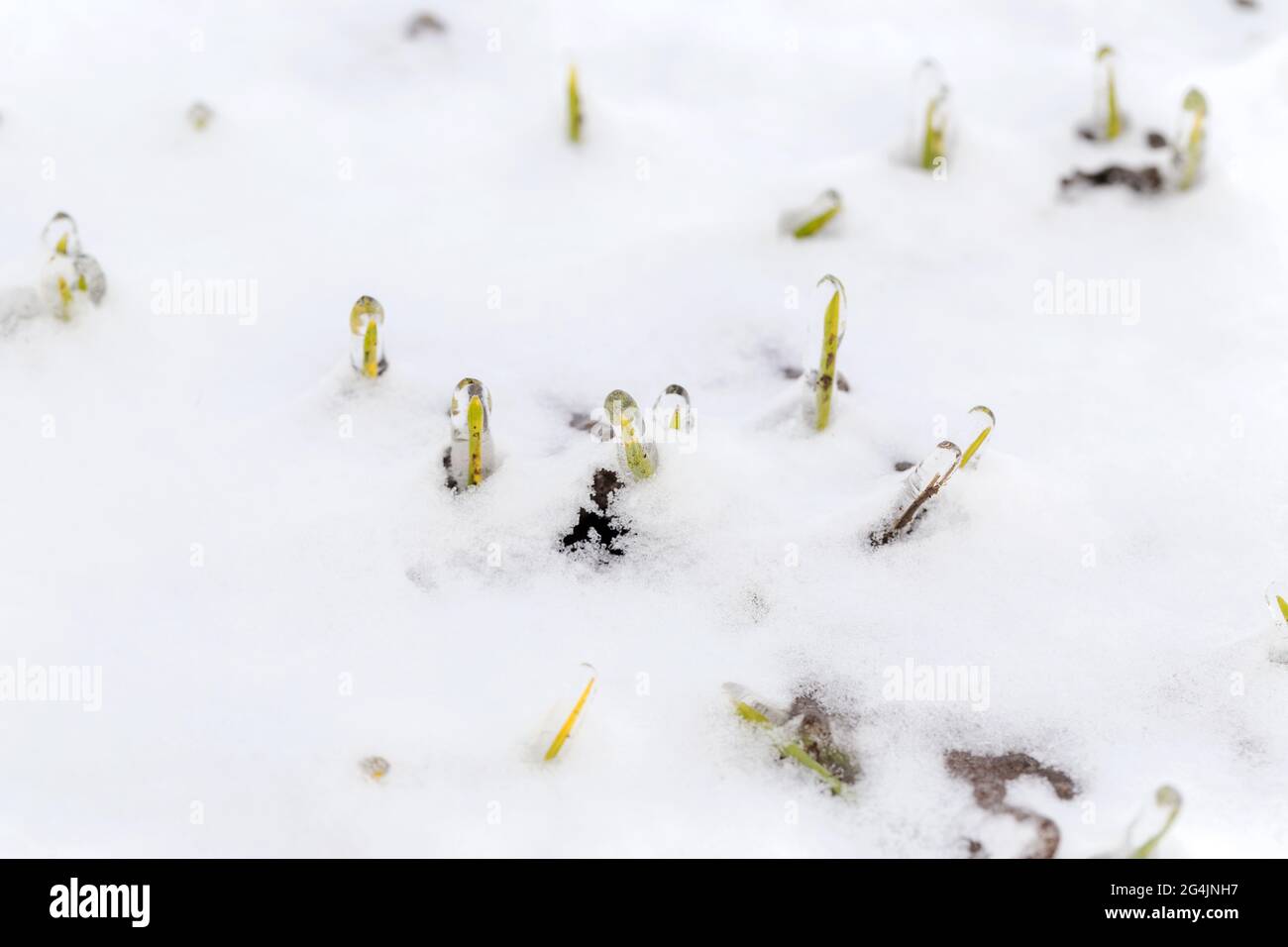 Das Weizenfeld ist im Winter mit Schnee bedeckt. Winterweizen während des Frosts mit Eis bedeckt. Grünes Gras, Rasen unter Schnee. Ernte in Kälte. Wachsende Körner c Stockfoto