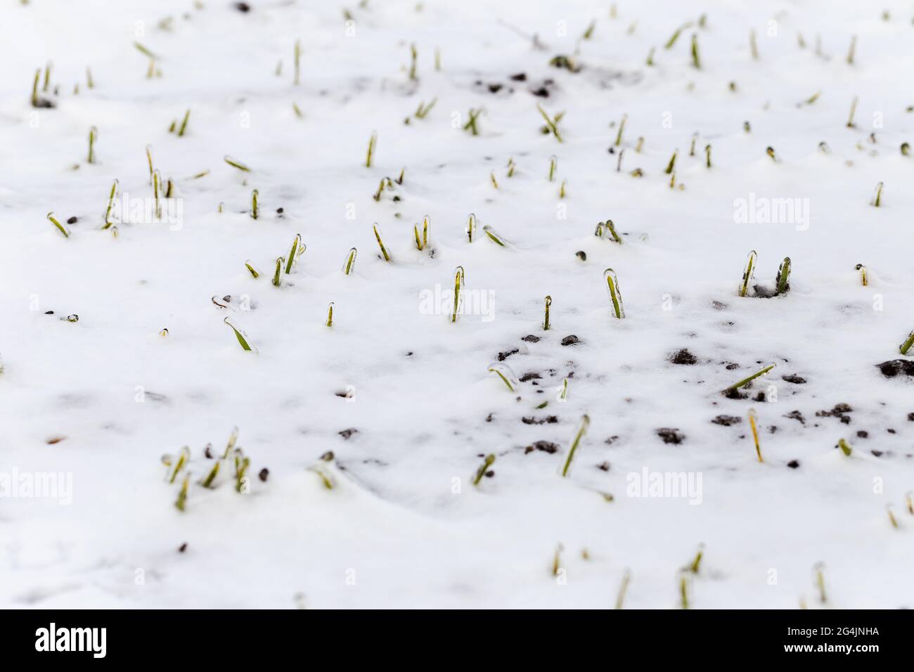Das Weizenfeld ist im Winter mit Schnee bedeckt. Winterweizen während des Frosts mit Eis bedeckt. Grünes Gras, Rasen unter Schnee. Ernte in Kälte. Wachsende Körner c Stockfoto