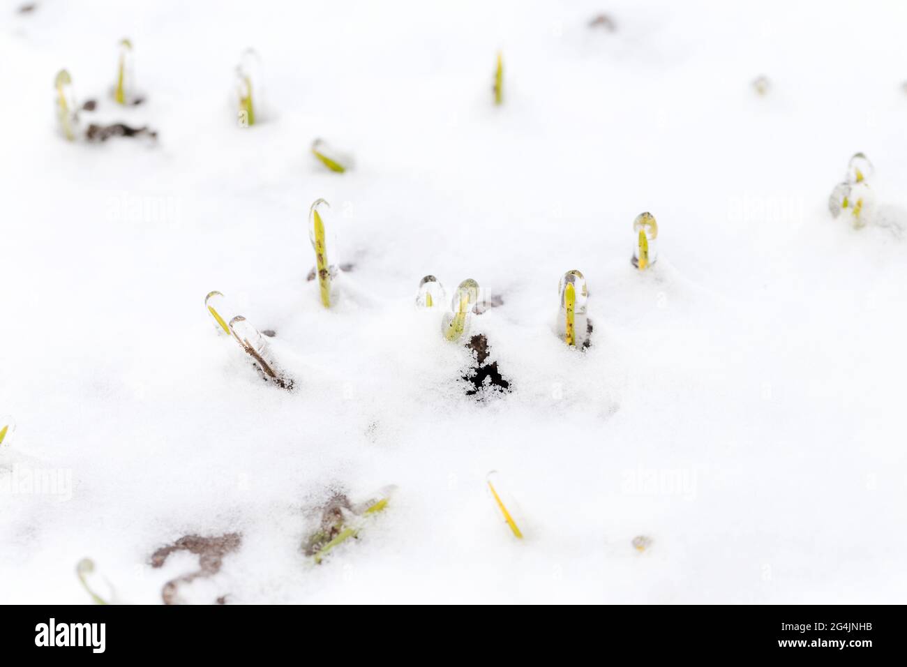 Das Weizenfeld ist im Winter mit Schnee bedeckt. Winterweizen während des Frosts mit Eis bedeckt. Grünes Gras, Rasen unter Schnee. Ernte in Kälte. Wachsende Körner c Stockfoto