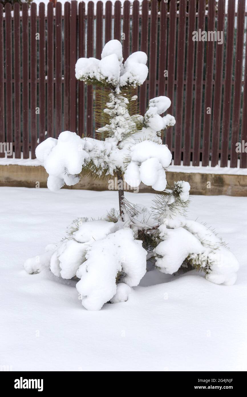 Einsame, schneebedeckte Kiefer auf dem Hintergrund eines Holzzauns im Dorf. Stockfoto