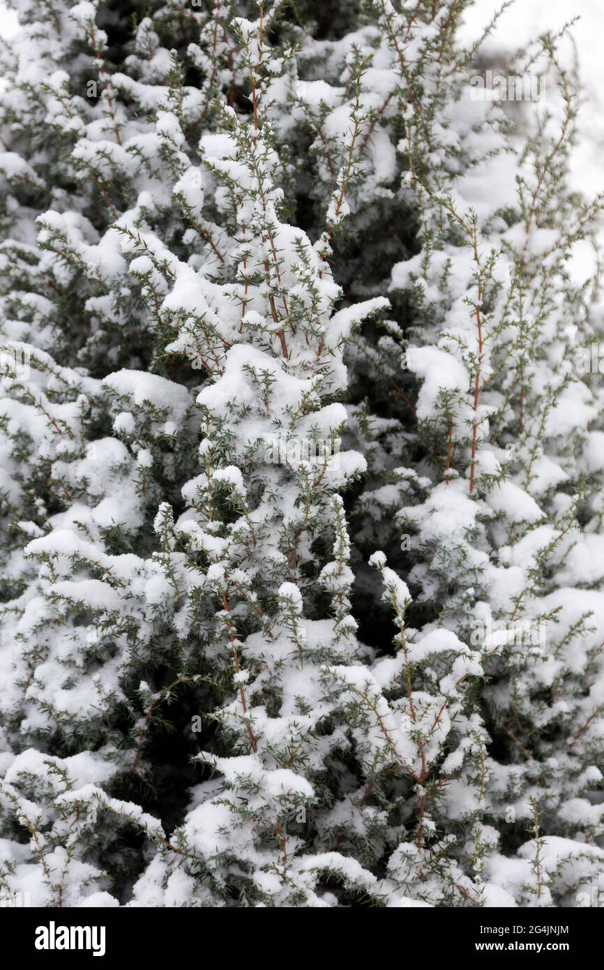 Hintergrund schneebedeckter Weihnachtsbäume und -Pflanzen an einem wolkigen Wintertag. Stockfoto