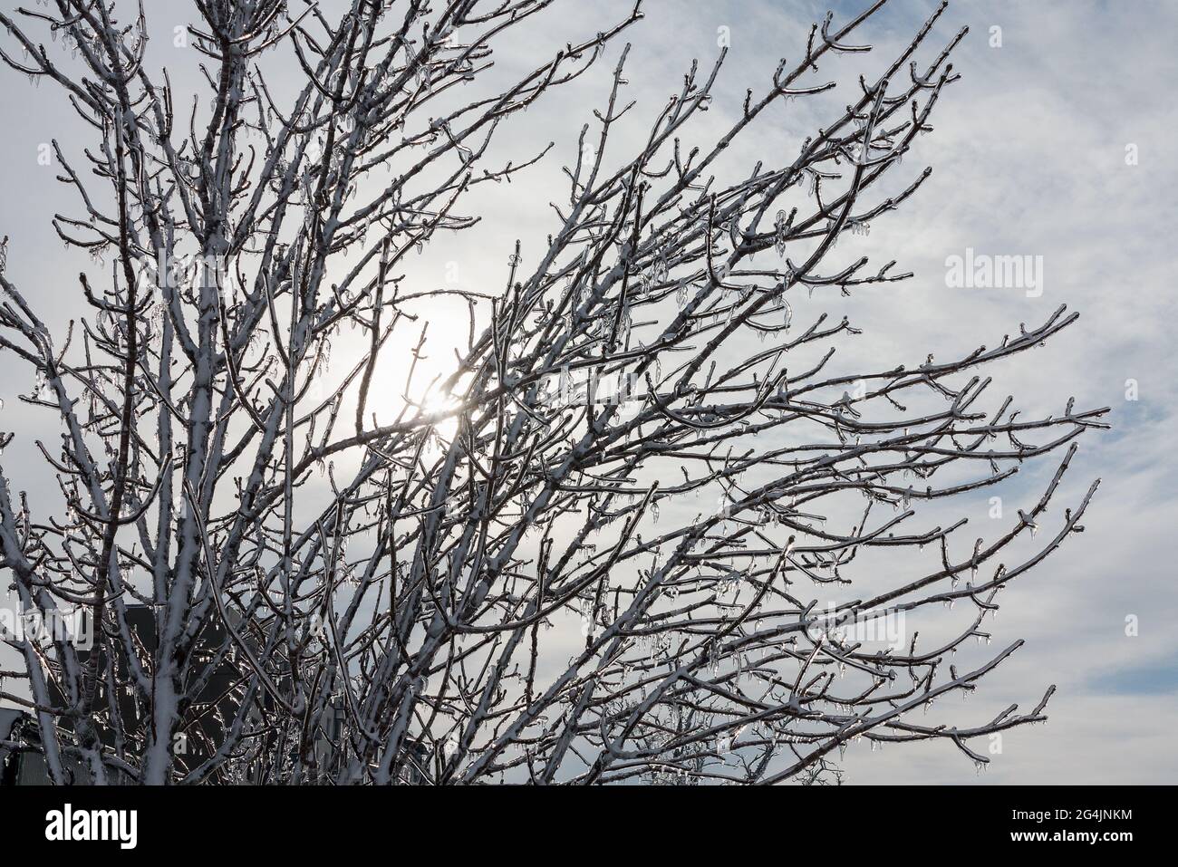 Äste von Bäumen und Pflanzen mit Eis bedeckt. Winterlandschaft nach dem Vereisung. Natur im Winter. Bäume nach einem eisigen Regen. Der Winter ist gekommen. Stockfoto