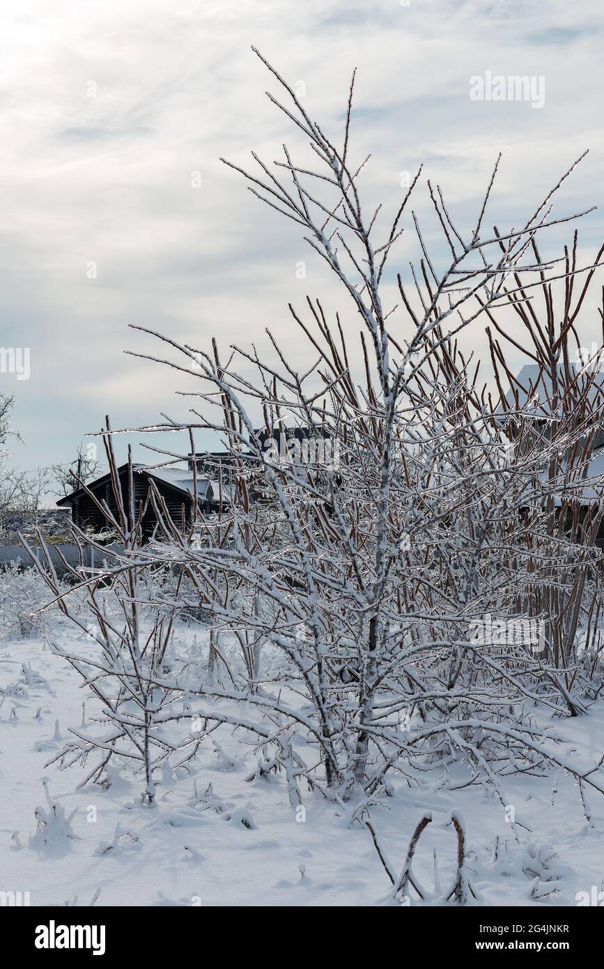 Äste von Bäumen und Pflanzen mit Eis bedeckt. Winterlandschaft nach dem Vereisung. Natur im Winter. Bäume nach einem eisigen Regen. Der Winter ist gekommen. Stockfoto