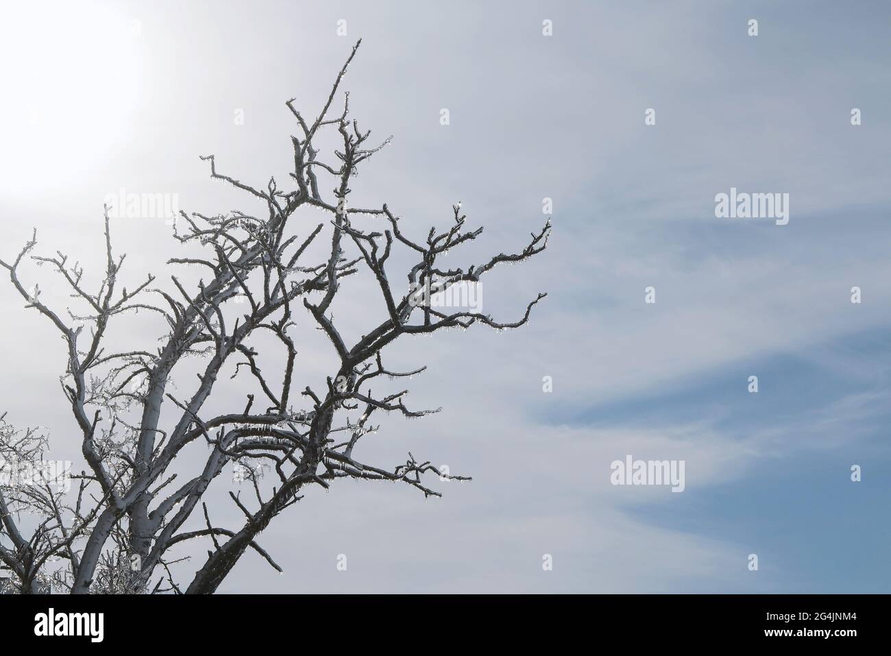 Äste von Bäumen und Pflanzen mit Eis bedeckt. Winterlandschaft nach dem Vereisung. Natur im Winter. Bäume nach einem eisigen Regen. Der Winter ist gekommen. Stockfoto