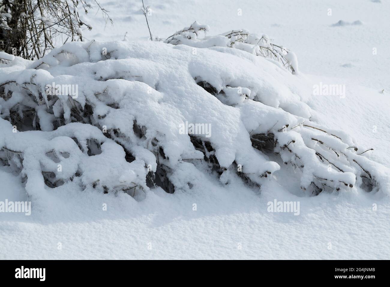 Äste von Bäumen und Pflanzen mit Eis bedeckt. Winterlandschaft nach dem Vereisung. Natur im Winter. Bäume nach einem eisigen Regen. Der Winter ist gekommen. Stockfoto