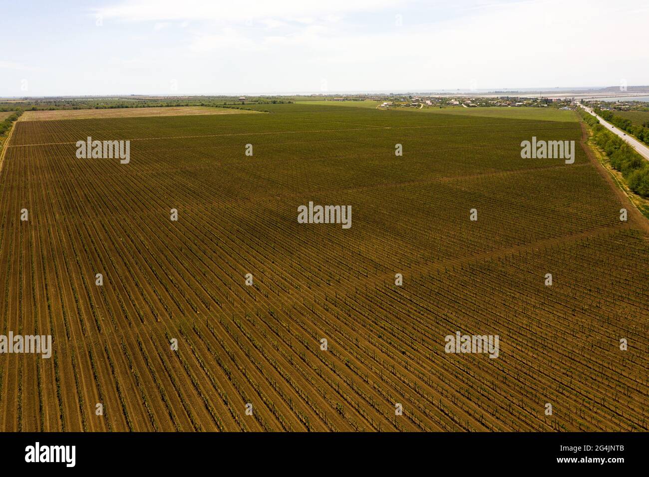 Weinberge am Nachmittag im Frühling Luftaufnahme. Ackerland. Weinherstellung. Anbau verschiedener Rebsorten in der Ukraine, in der Nähe von Odessa Stockfoto