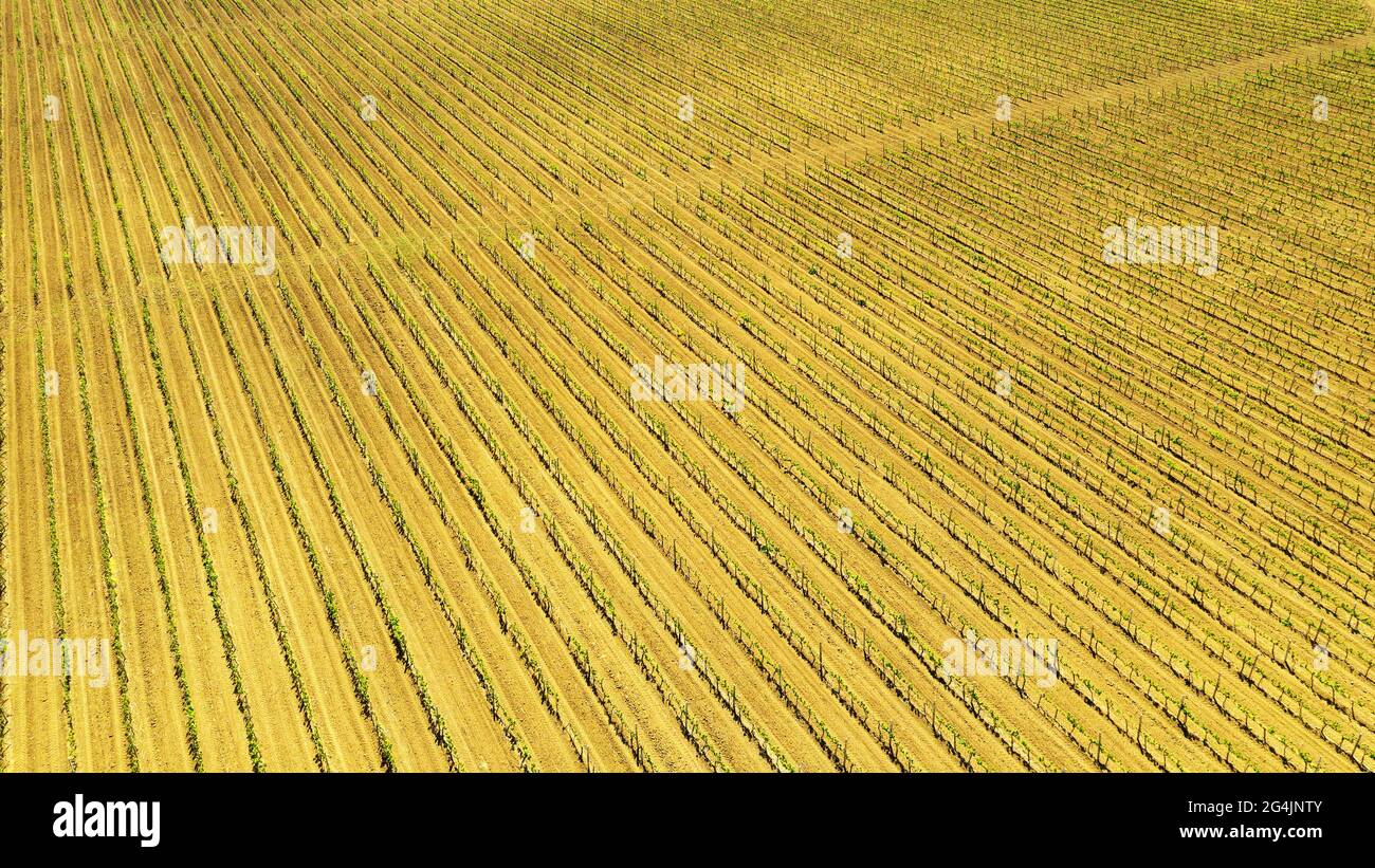 Weinberge am Nachmittag im Frühling Luftaufnahme. Ackerland. Weinherstellung. Anbau verschiedener Rebsorten in der Ukraine, in der Nähe von Odessa Stockfoto