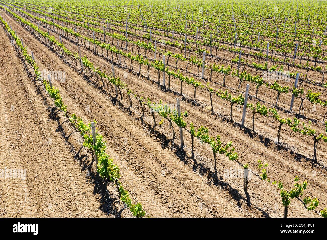 Weinberge am Nachmittag im Frühling Luftaufnahme. Ackerland. Weinherstellung. Anbau verschiedener Rebsorten in der Ukraine, in der Nähe von Odessa Stockfoto