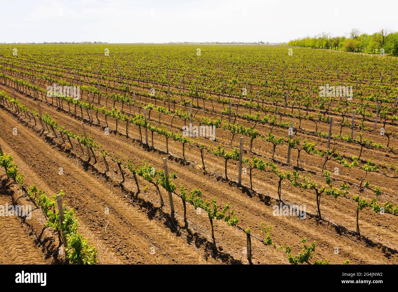Weinberge am Nachmittag im Frühling Luftaufnahme. Ackerland. Weinherstellung. Anbau verschiedener Rebsorten in der Ukraine, in der Nähe von Odessa Stockfoto