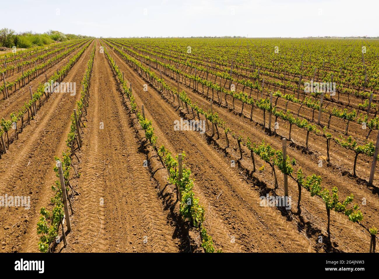 Weinberge am Nachmittag im Frühling Luftaufnahme. Ackerland. Weinherstellung. Anbau verschiedener Rebsorten in der Ukraine, in der Nähe von Odessa Stockfoto