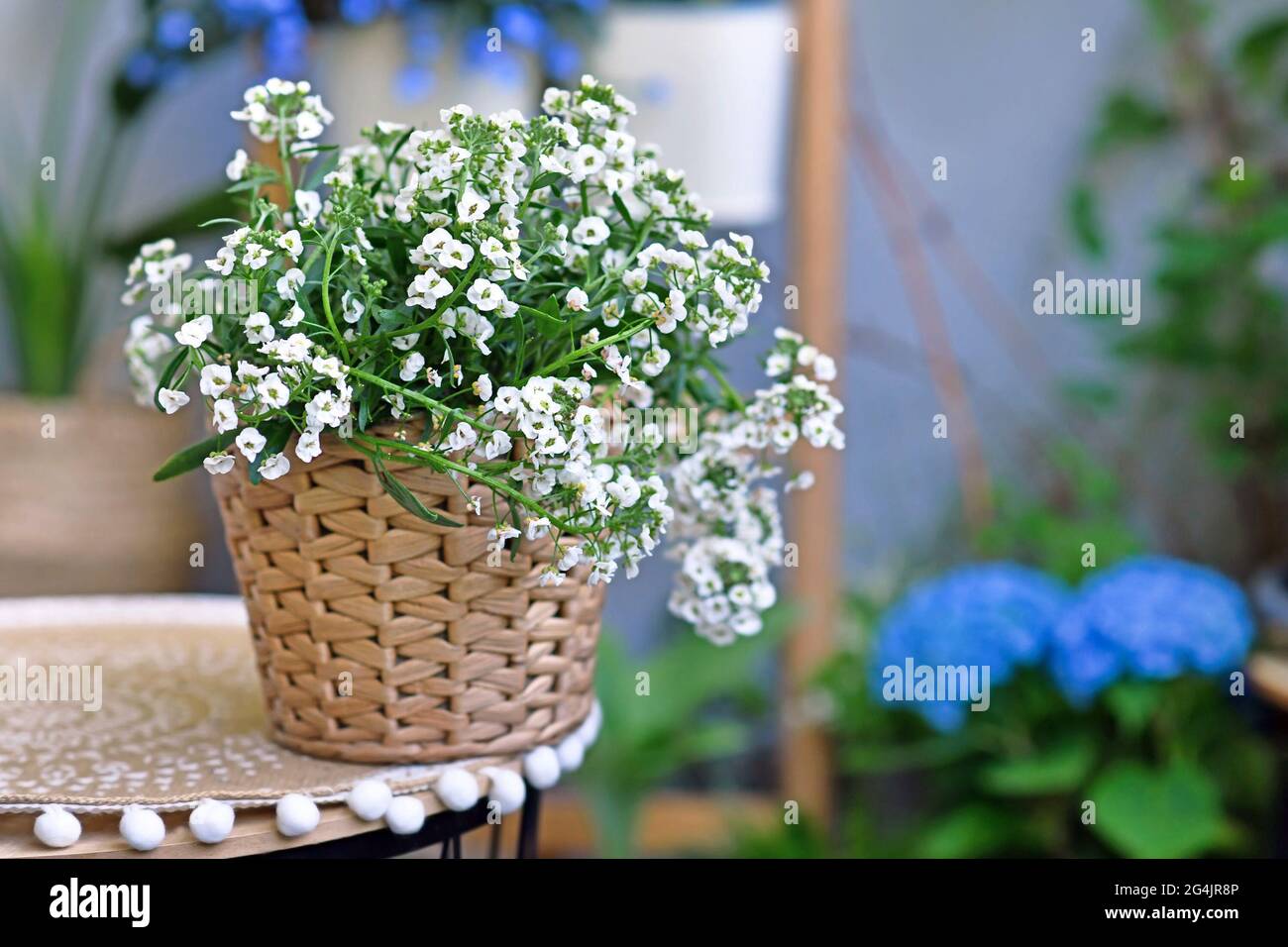 Pflanze Lobularia Snow Princess mit kleinen weien Blten im Korbtopf  Stockfotografie - Alamy