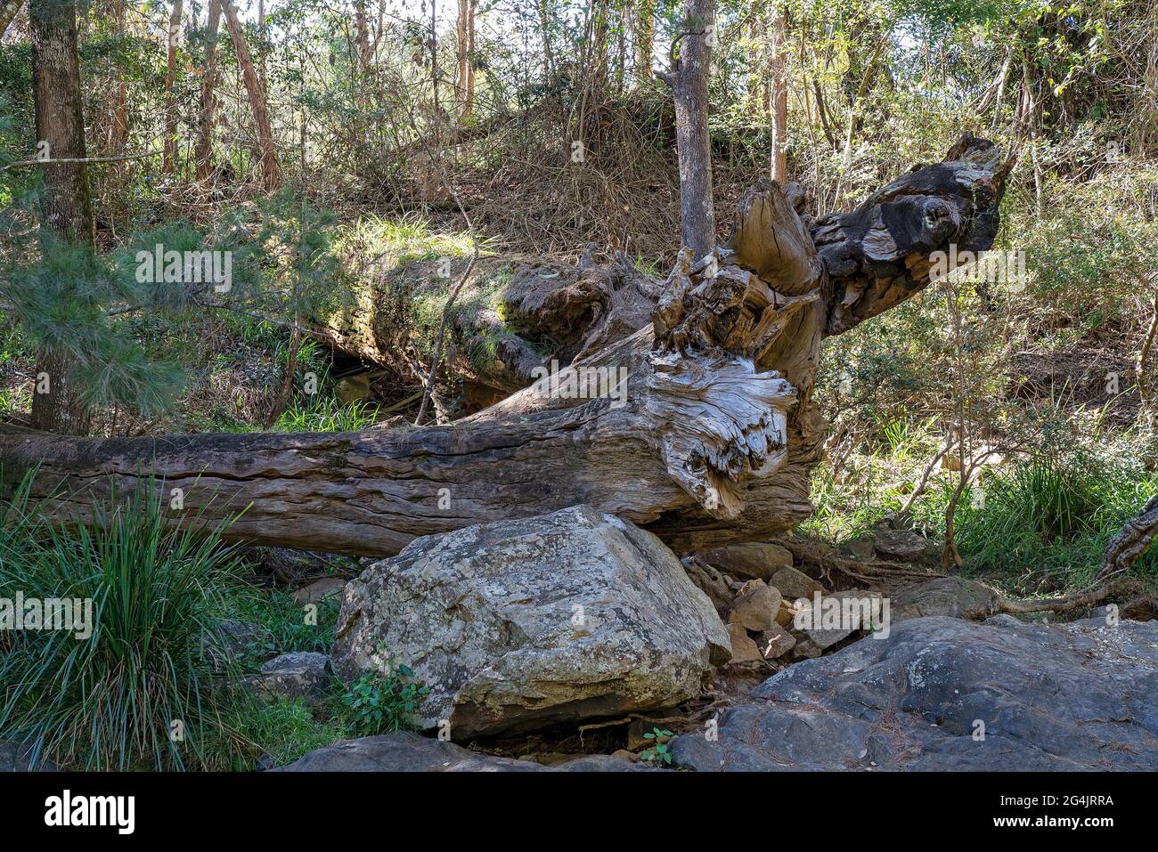 Große umgestürzte Bäume und Felsen an einem Bachufer in der subtropischen Waldumgebung eines Nationalparks Stockfoto