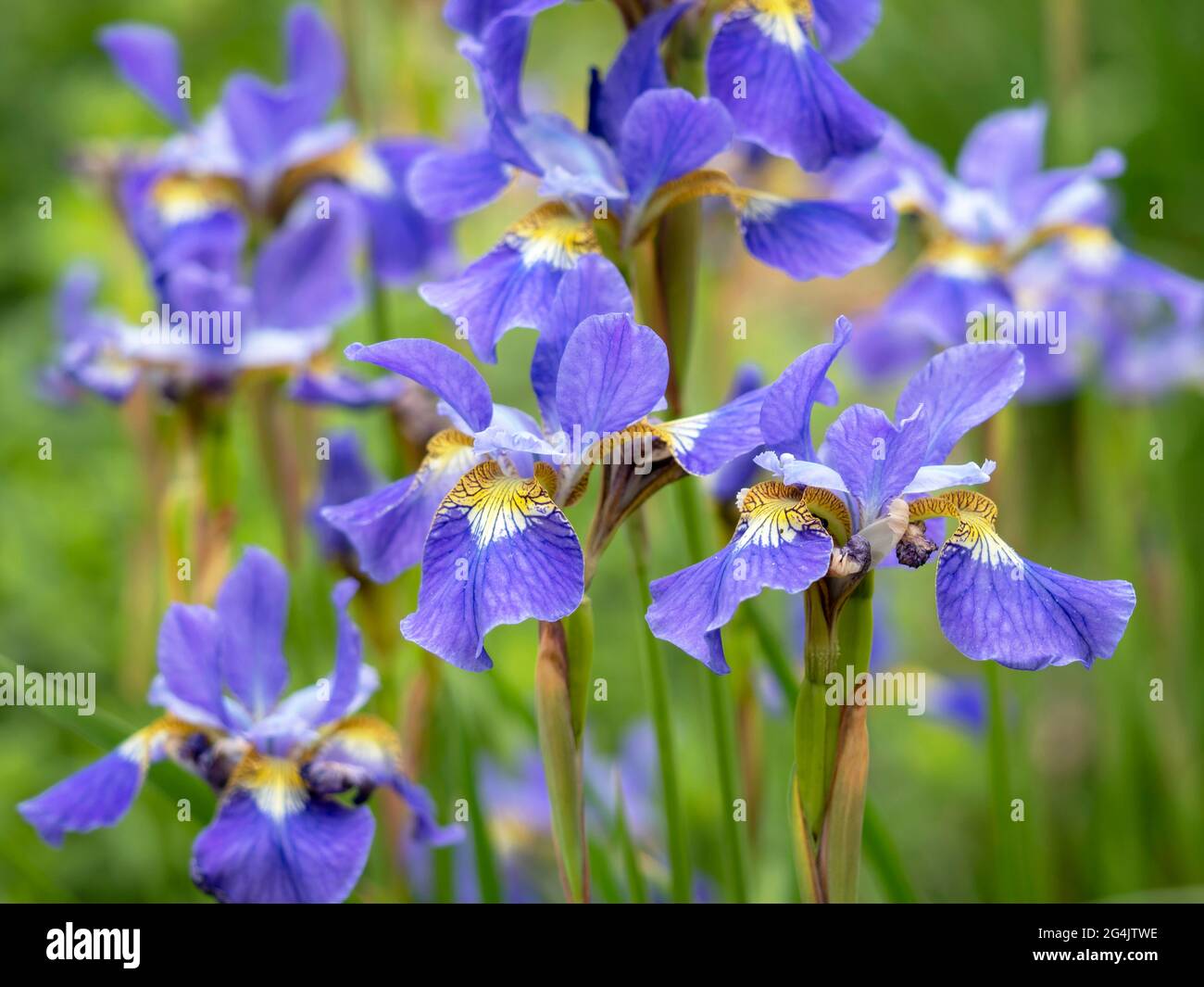 Hübsche lila und gelbe Iris in einem Garten Stockfoto