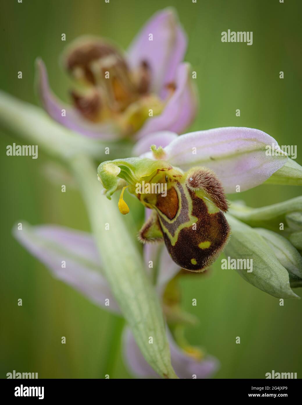 Ein sehr nahes Foto einer seltenen wilden Bienenorchideenblume Stockfoto