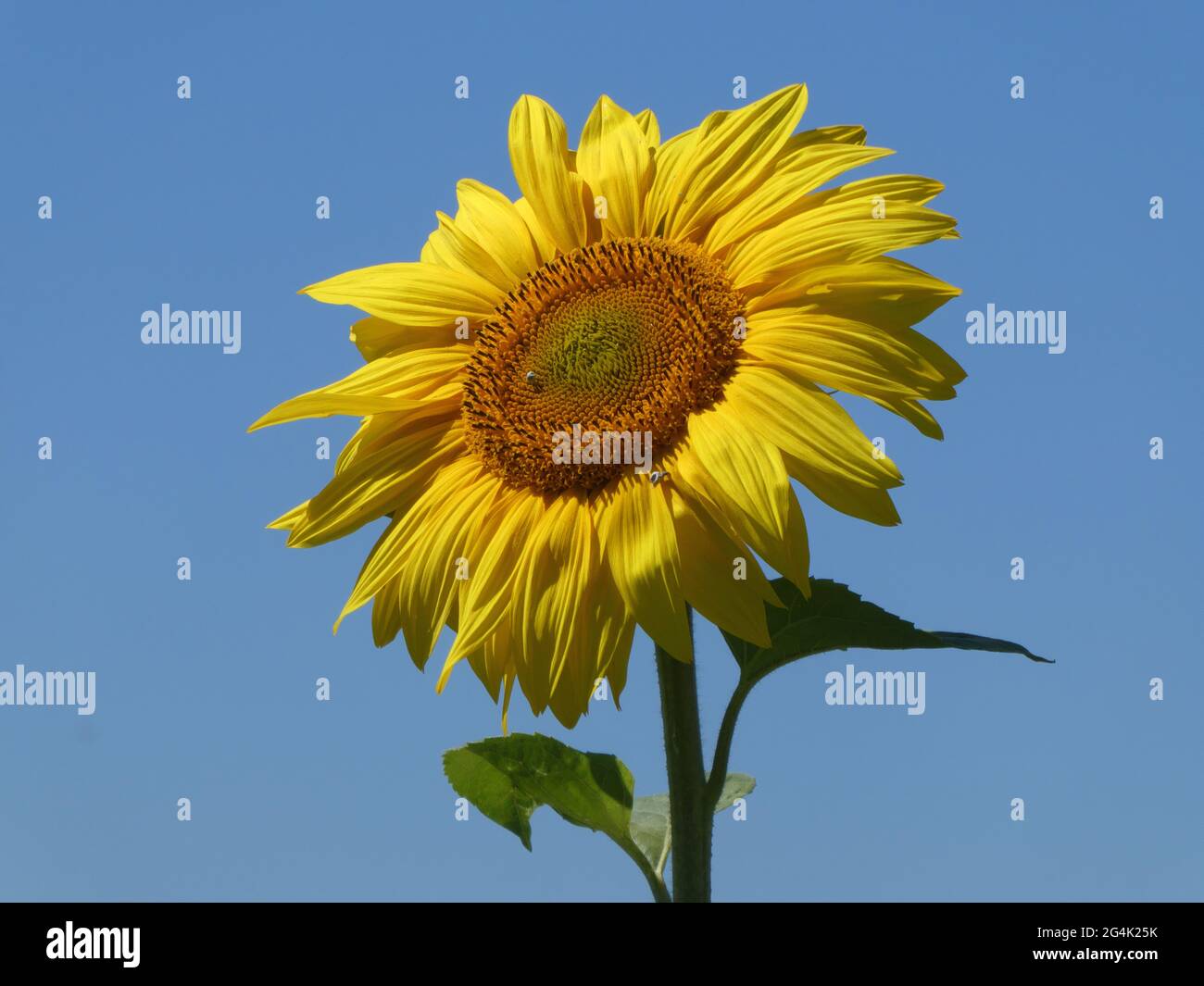 Wunderbare Sonnenblume gegen blauen Himmel Stockfoto