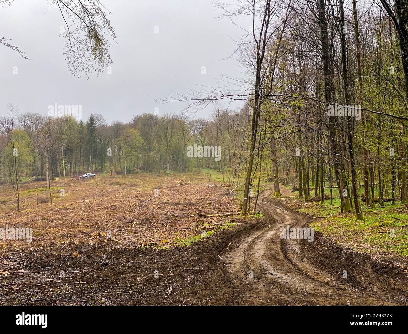 Landschaft mit Laub- und Fichtenbewirtschaftung in Virton, Luxemburg, Belgien. Stockfoto