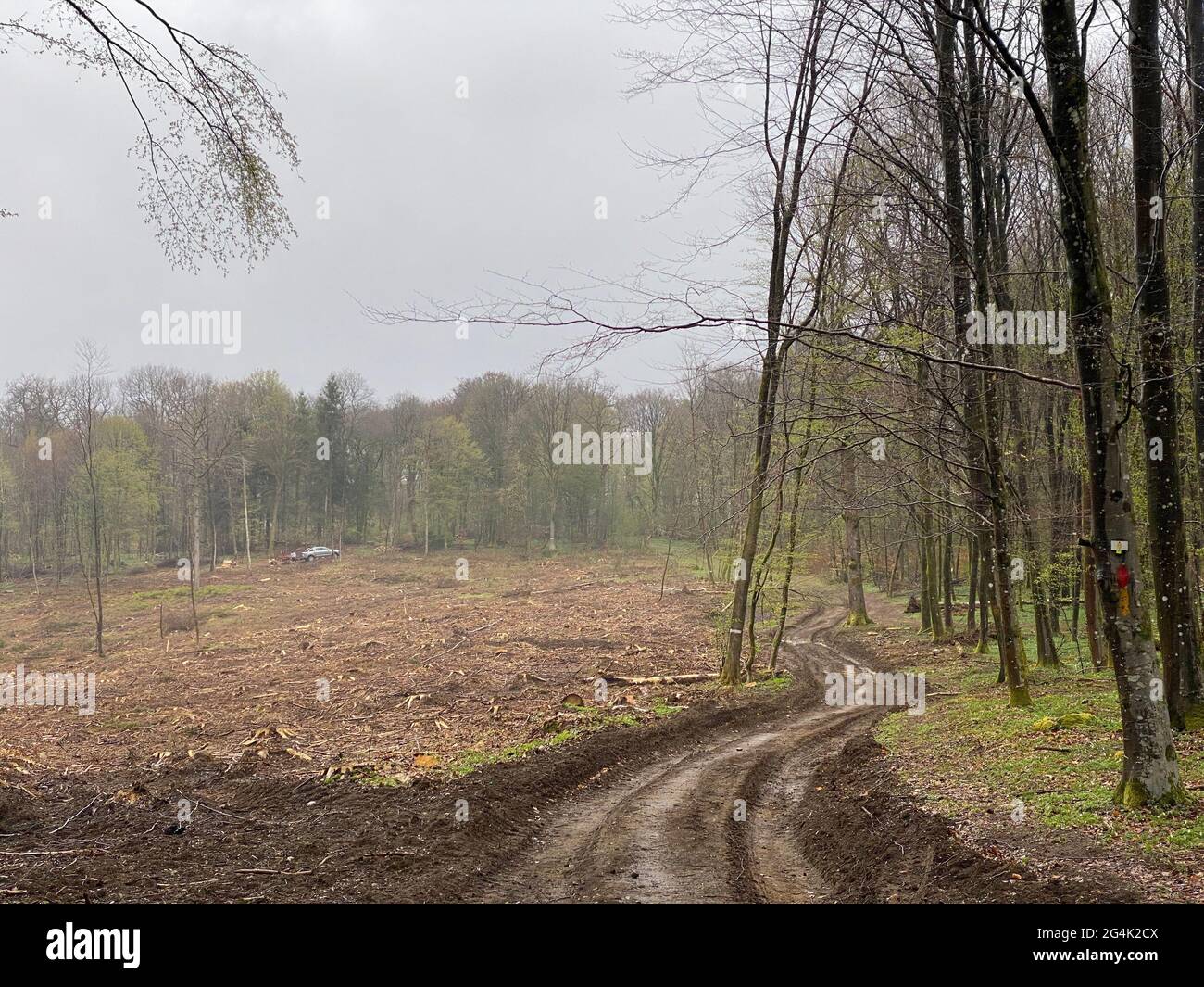 Landschaft mit Laub- und Fichtenbewirtschaftung in Virton, Luxemburg, Belgien. Stockfoto