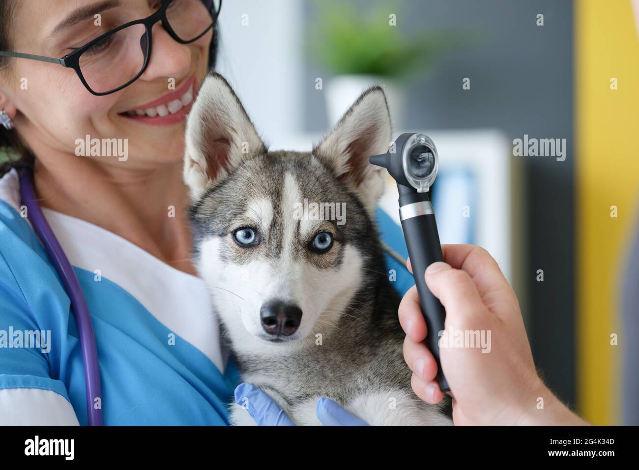 Tierarzt untersucht Wunde Ohr des Hundes mit Otoskop in der Klinik Stockfoto
