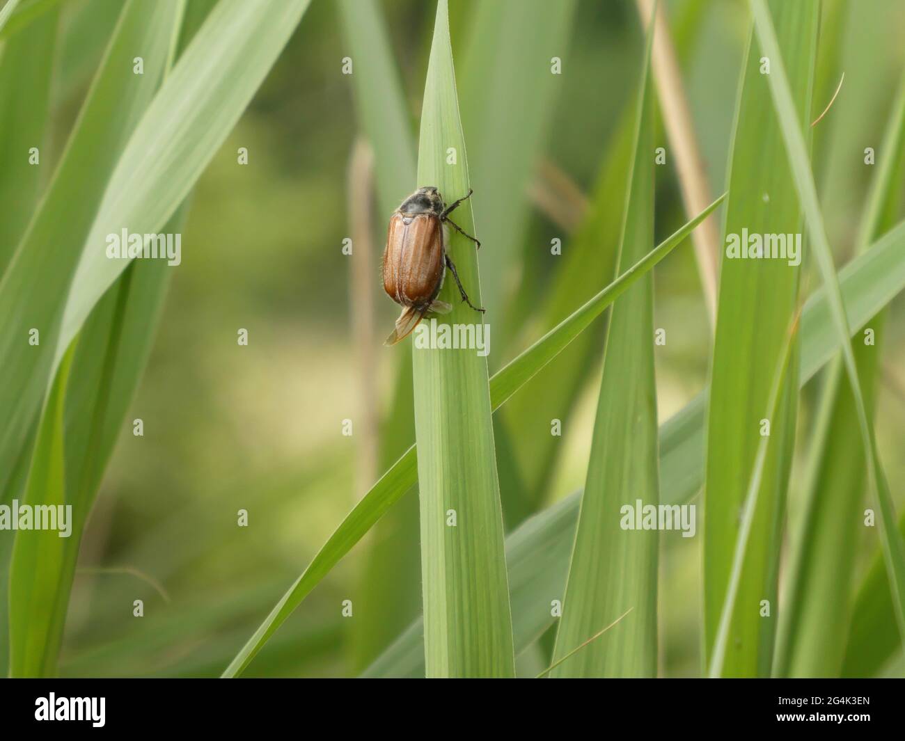 Nahaufnahme von kann Bug im Frühling Stockfoto