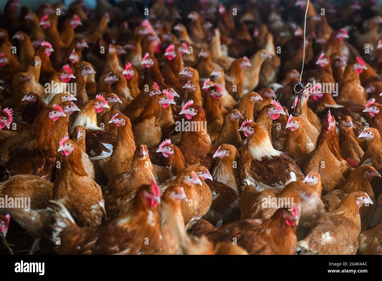 Vogelgrippe, Hühner, die am 13. Januar 202 auf dem Bauernhof „GAEC de la ferme du Pays“ in Pissy Poville (Normandie, Nordfrankreich) in ihrem Hühnerstall untergebracht waren Stockfoto