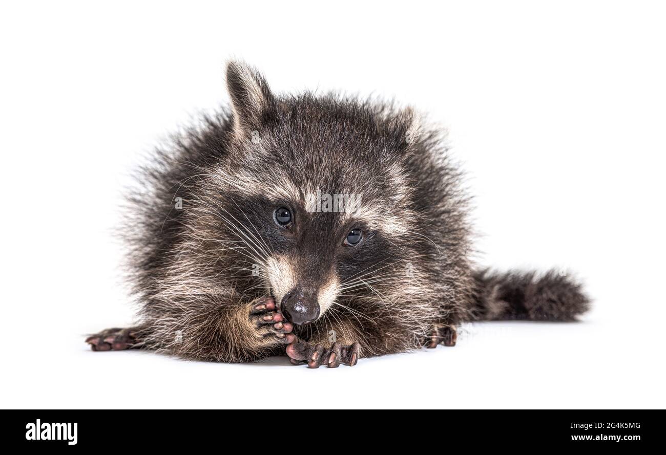Junge Waschbär beim Essen, isoliert auf Weiß Stockfoto