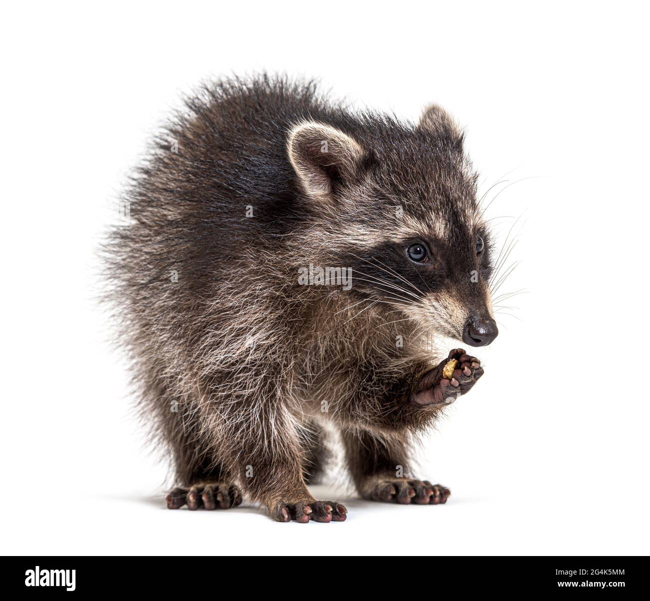 Junge Waschbär beim Essen, isoliert auf Weiß Stockfoto