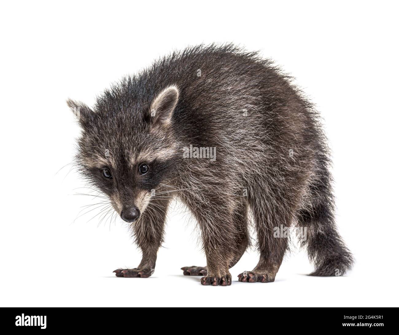 Seitenansicht eines stehenden Young Raccoon, isoliert Stockfoto