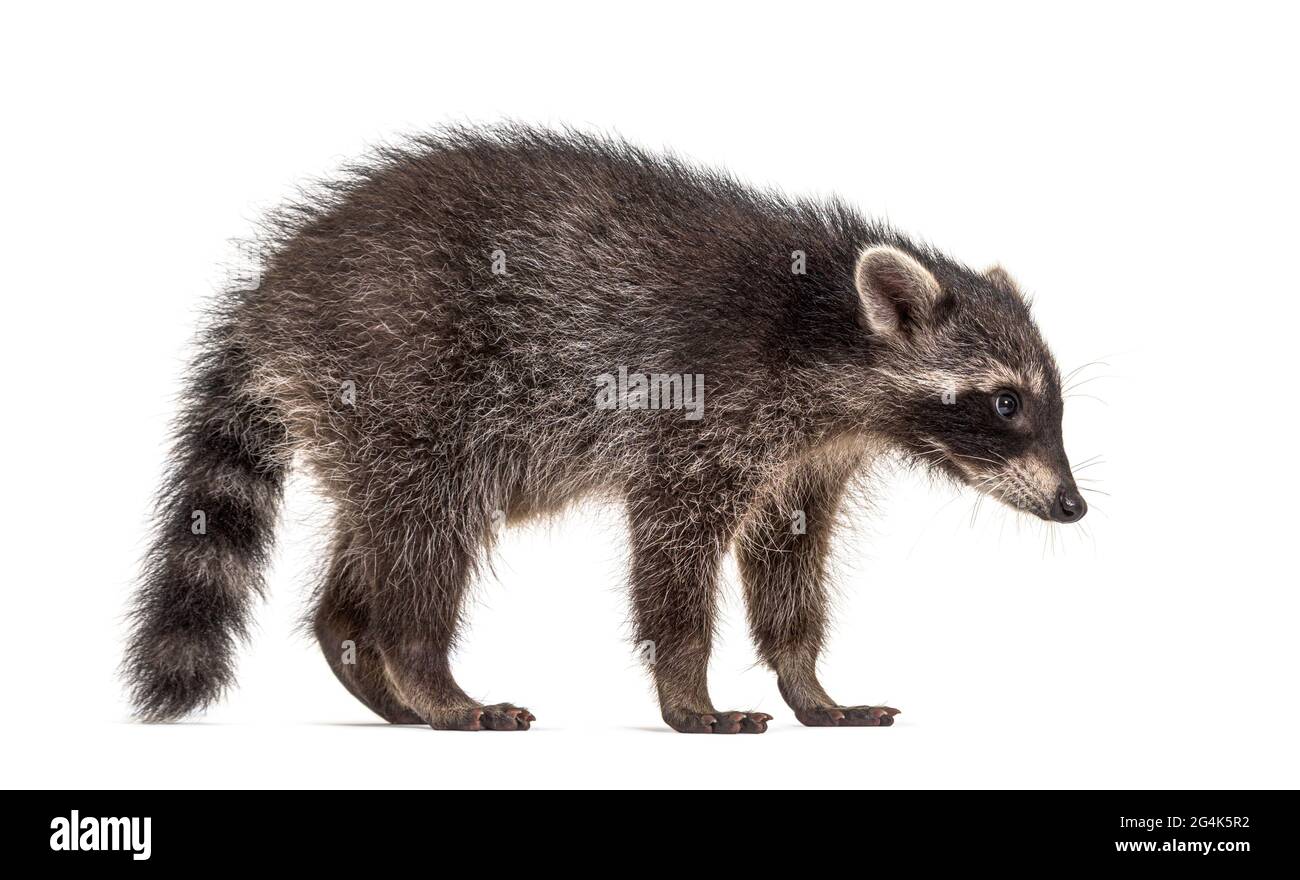 Seitenansicht eines stehenden Young Raccoon, isoliert Stockfoto