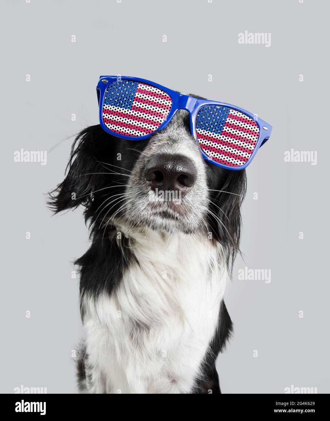 Unabhängigkeitstag 4. juli Grenze Collie Hund. Isoliert auf grauem Hintergrund Stockfoto