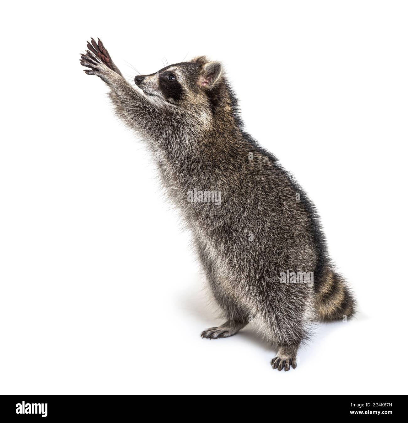 Racoon auf Hinterbeinen, versuchen zu erreichen, Neugier Stockfoto