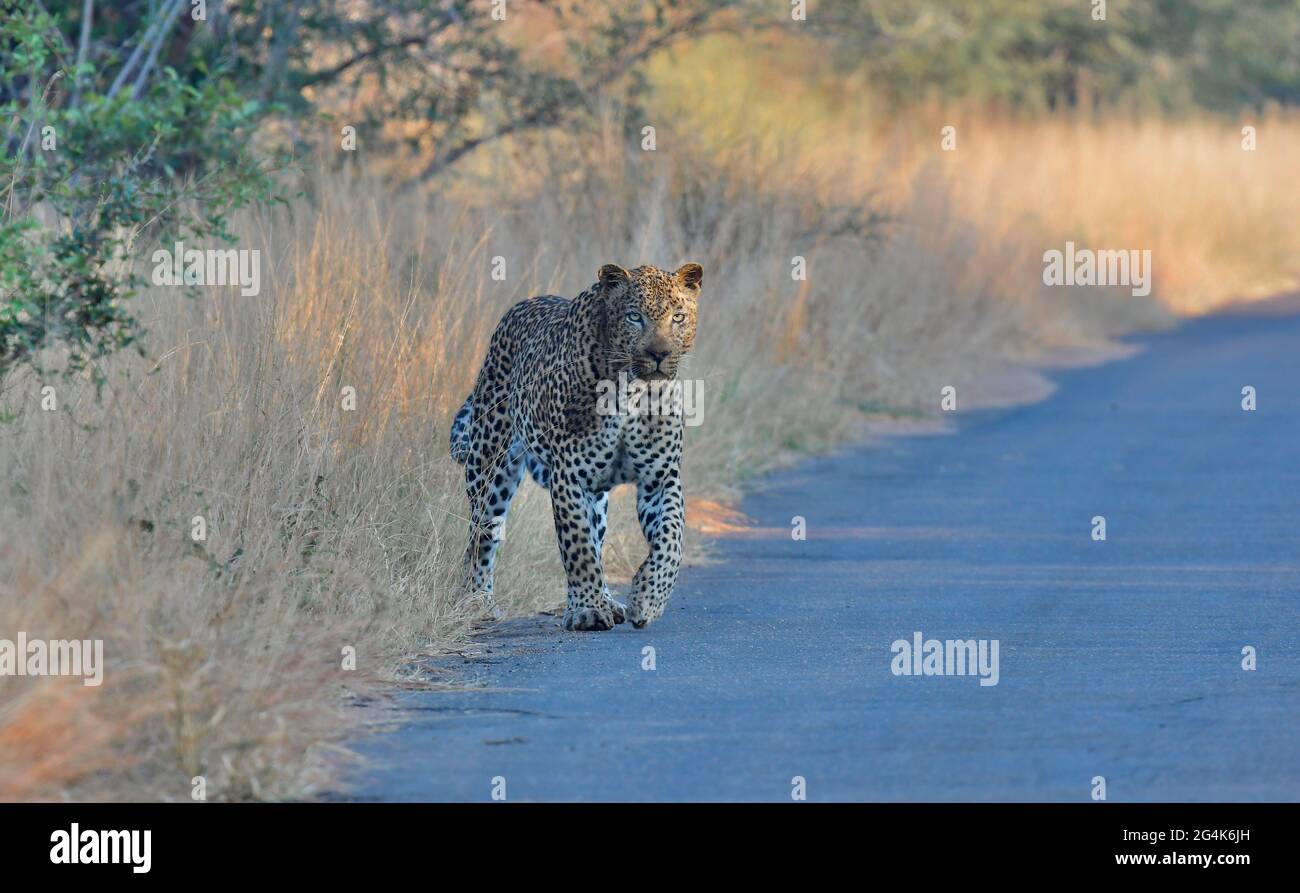 Südafrika Stockfoto