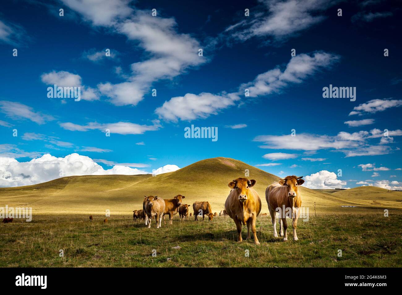 Das Cezallier-Massiv (Südfrankreich). Aubrac-Rinder, Kühe am Fuße des Mount Chamaroux Stockfoto