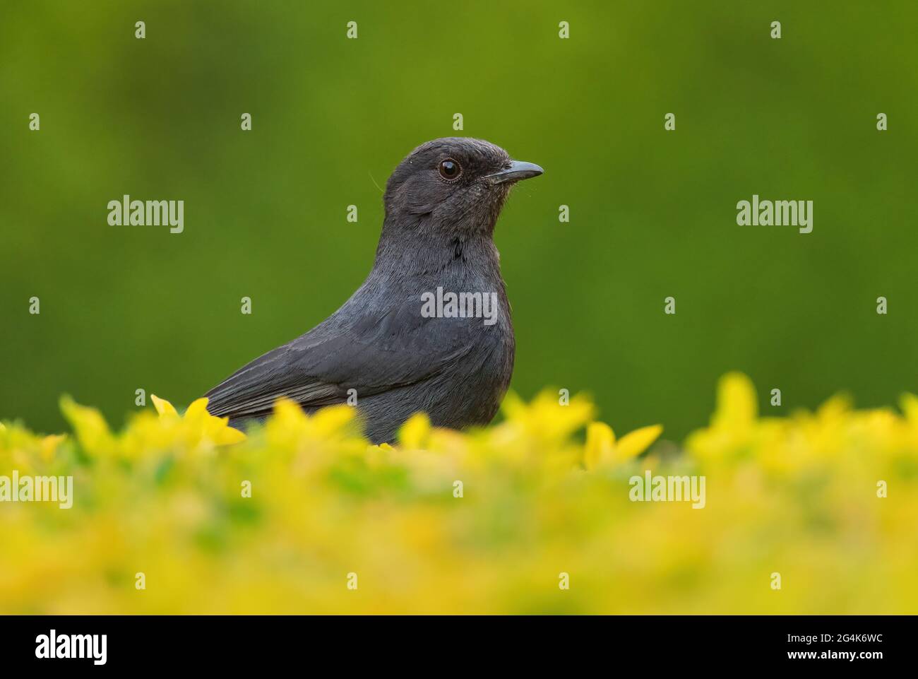 Nördlicher Schwarzflieger - Melaenornis edolioides, schöner ganz schwarzer Singvögel aus afrikanischen Wäldern und Wäldern, Awassa, Äthiopien. Stockfoto