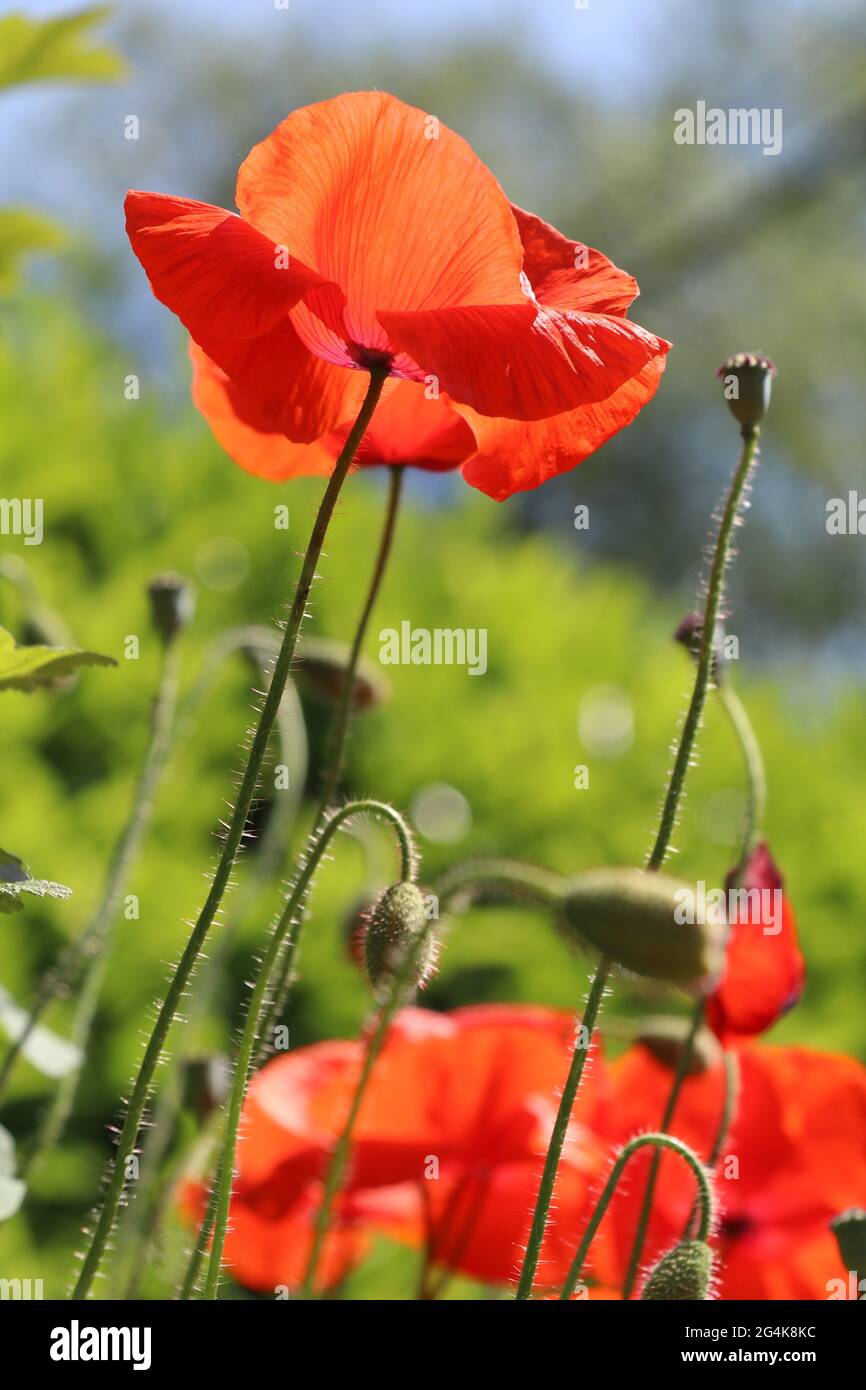 Leuchtend rote Mohnblume mit grünem Bokeh-Hintergrund Stockfoto