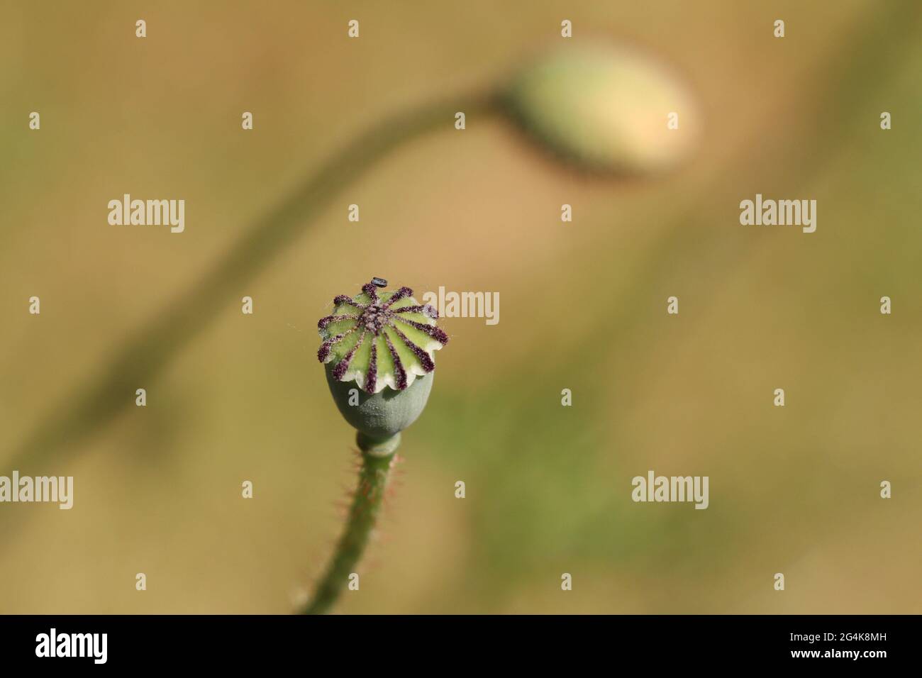 Detail einer Mohn-Samenschote mit grünem Bokeh-Hintergrund und Platz für Text Stockfoto